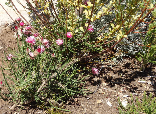 Kirstenbosch National Botanical Garden.